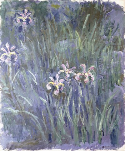 Iris by Claude Monet
