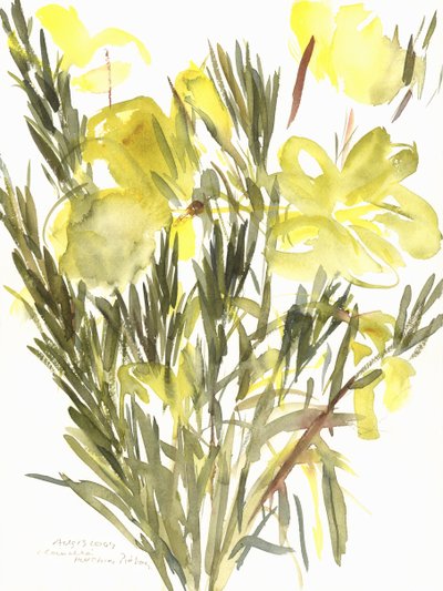 Evening Primroses by Claudia Hutchins Puechavy