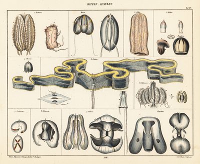 Anatomy of Jellyfish Species by Conrad Kull