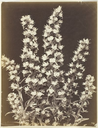 Untitled [flowering plant], c. 1870 by Constant Alexandre Famin