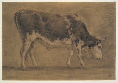 American Ox by Constant Troyon