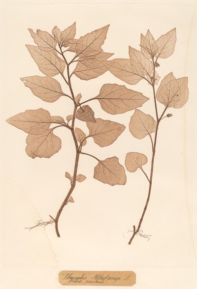 Physalis Alkekengi by Constetin von Ettinghausen and Alois Pokorny