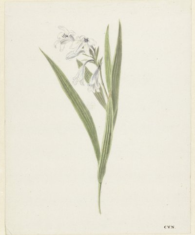 Freesia by Cornelis van Noorde