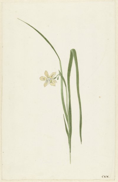 Iris by Cornelis van Noorde