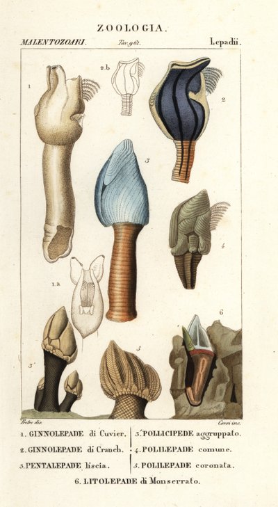 Goose Barnacles by Corsi Corsi