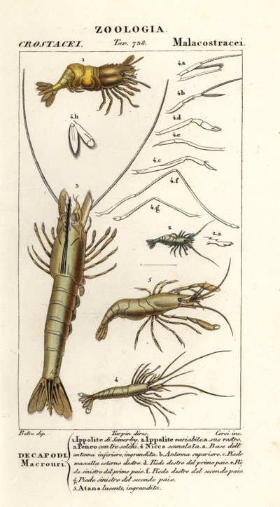 Species of Shrimp by Corsi Corsi