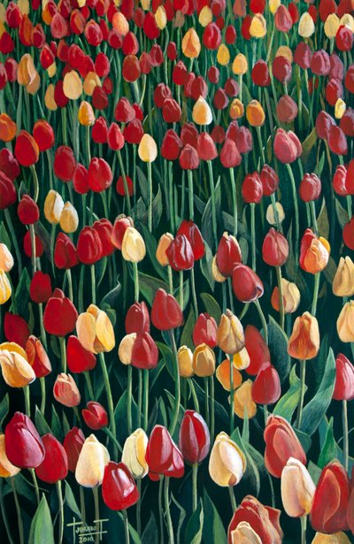 Tulips by Cruz Jurado Traverso