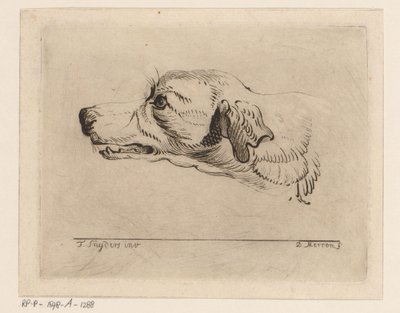 Head of a Dog by D. Merrem