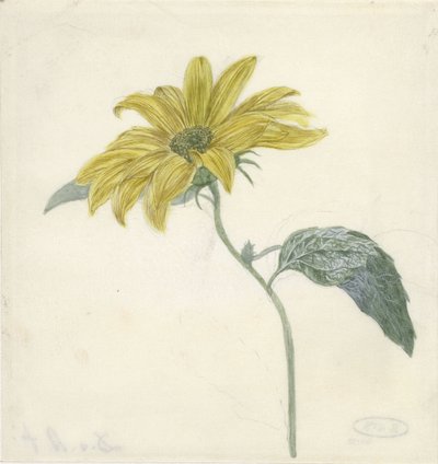 Sunflower by D. van Alphen