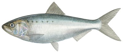 American Shad by Damstra Emily