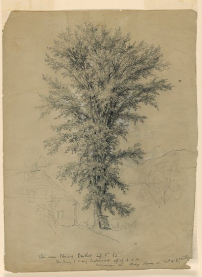 Elm near Pitman
