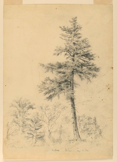 Study of Hemlock, Gorham, New Hampshire by Daniel Huntington