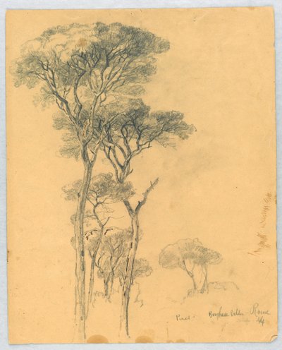 Study of Pines, Borghese Villa, Rome by Daniel Huntington