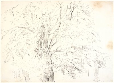 Study of a Mighty Tree Crown by Dankvart Dreyer