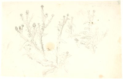 Studies of Thistles by Dankvart Dreyer