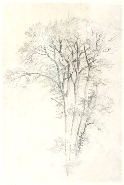 Tree Study by Dankvart Dreyer