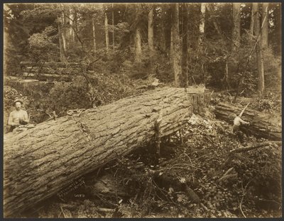 Logging/Timber Scene by Darius Kinsey