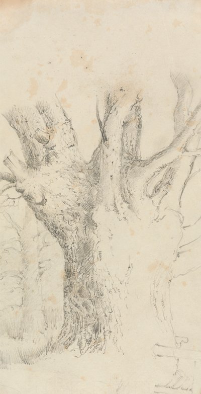 Tree by David Charles Read