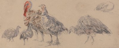 Study of Turkeys by David Cox