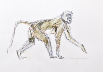 Baboon, 2020 by David Mayer