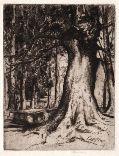 The Sycamore by David Young Cameron