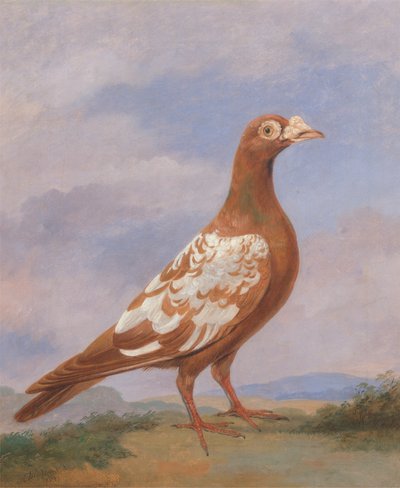 Red Pied Carrier by Dean Wolstenholme