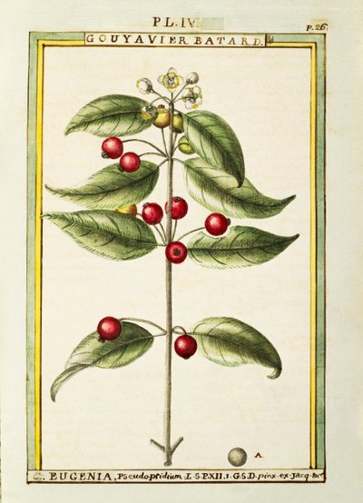 Brush Cherry (Eugenia pseudo-pridium), watercolour by Delahaye by Delahaye Delahaye