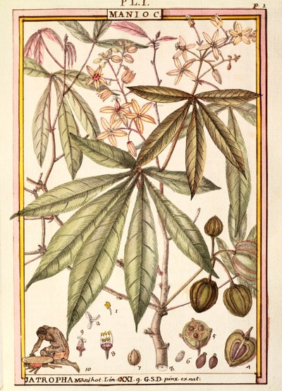 Cassava (Jatropha manihot), by Delahaye by Delahaye Delahaye