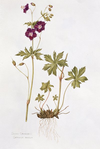 Dusky Cranesbill by Diana Everett