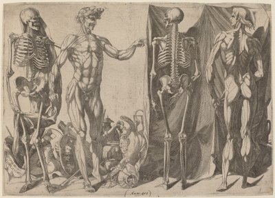 Skeletons and Flayed Figures by Domenico del Barbiere