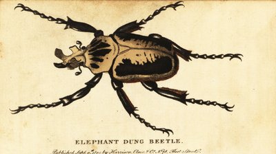 Royal Goliath Beetle, Goliathus Regius (1800) by Dru Drury