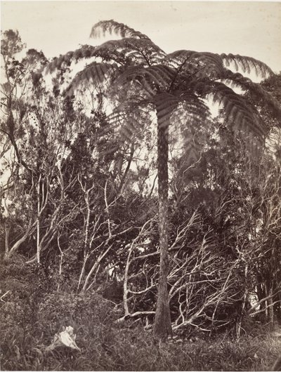 Tree Fern by Désiré Charnay