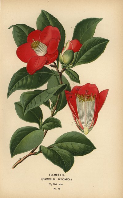 Camellia, Camellia japonica by Désiré Georges Jean Marie Bois