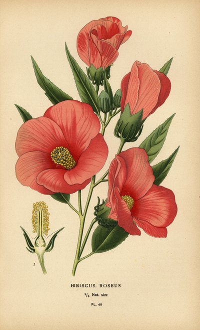 Hibiscus roseus by Désiré Georges Jean Marie Bois