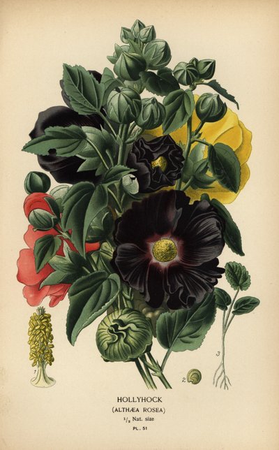 Hollyhock, Alcea rosea by Désiré Georges Jean Marie Bois
