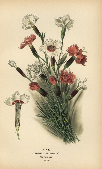Pink, Dianthus plumarius by Désiré Georges Jean Marie Bois