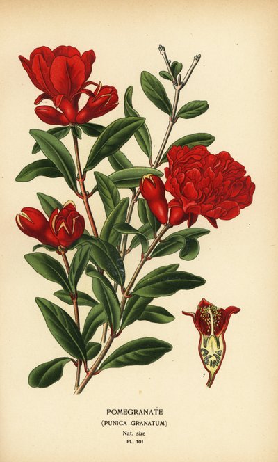Pomegranate, Punica granatum by Désiré Georges Jean Marie Bois