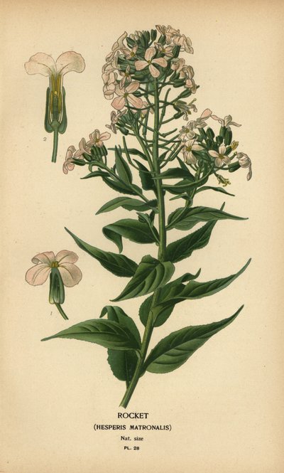 Rocket, Hesperis matronalis by Désiré Georges Jean Marie Bois