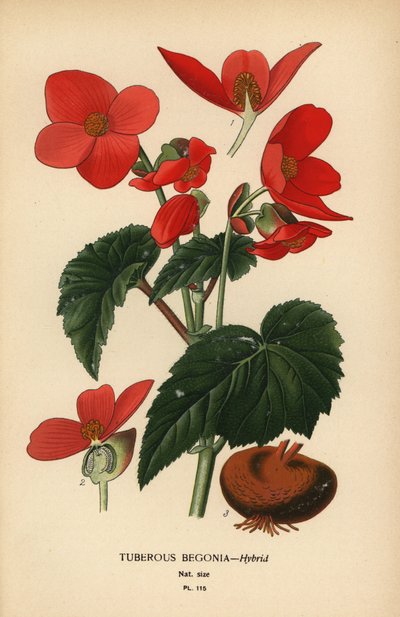 Tuberous begonia hybrid by Désiré Georges Jean Marie Bois