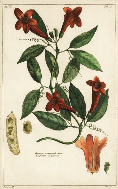 Garlic Vine, Bignonia Aequinoctialis, Linn by Duchesne Duchesne