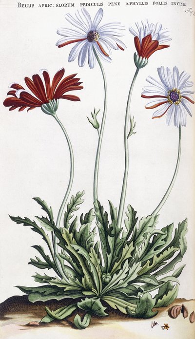 Bellis Afric: ... by Dutch School