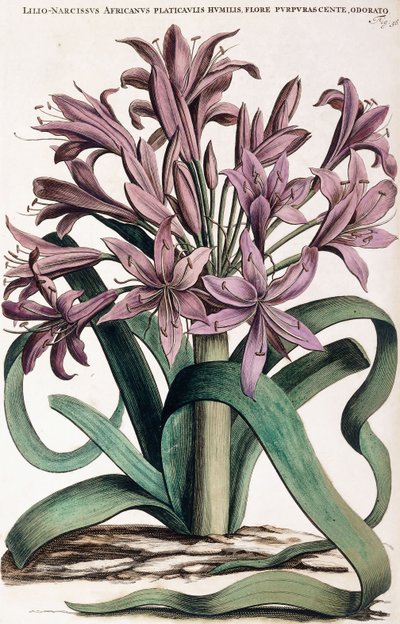 Lillio-Narcissus by Dutch School