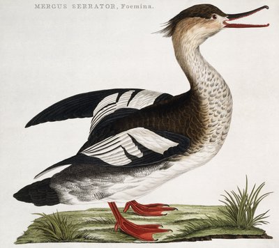 Mergus Serrator, Female by Dutch School
