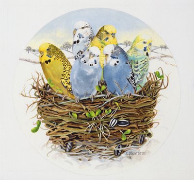 Budgerigars in a Nest, 1995 by E.B. Watts