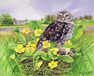 Owl in Grass Nest with Primulas by E.B. Watts