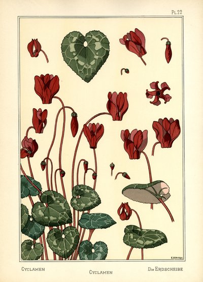 The Cyclamen by E. Hervegh