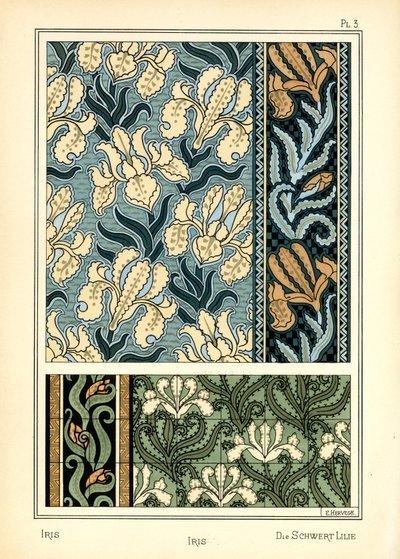 The Iris by E. Hervegh