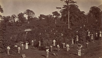 Coffee Harvesting, Las Nubes-Guatemala, 1875 by Eadweard Muybridge