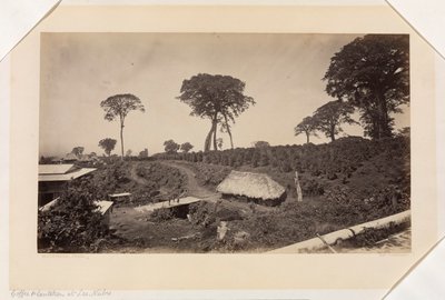 Coffee Plantation at Las Nubes, Guatemala by Eadweard Muybridge
