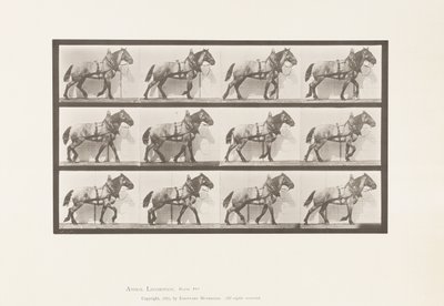 Hauling; Dark-Gray Belgian Horse Billy, 1885 by Eadweard Muybridge